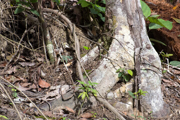 Tree roots and plants in rainforest