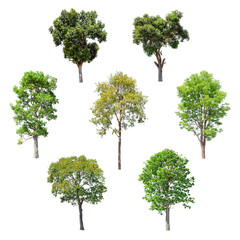 Isolated trees on white background , The collection of trees.