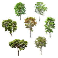 Isolated trees on white background , The collection of trees.