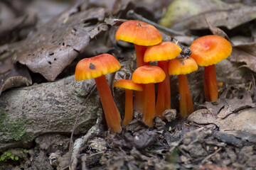 Small orange fungi