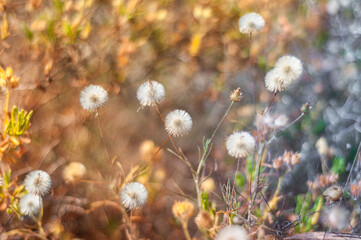 Dandelions on background of beautiful defocused colors