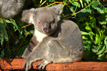 Fototapeta na wymiar koala endormi