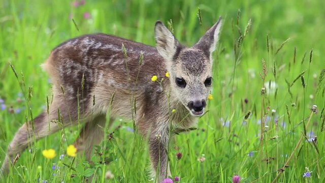 Young wild roe deer in grass, Capreolus capreolus. New born roe deer, wild spring nature.

