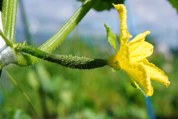 きゅうりの花