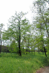 PARCO ALBERATO.CAMPANIA,SUD ITALIA