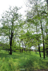 PARCO ALBERATO.CAMPANIA,SUD ITALIA