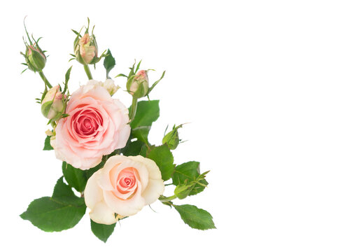 Two Pink blooming fresh roses branch with buds and leaves isolated on white background