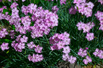 The closeup of the bush of pink carnations (Dianthus japonicus), the delicate flowers of the Black Sea coast in Bulgaria.