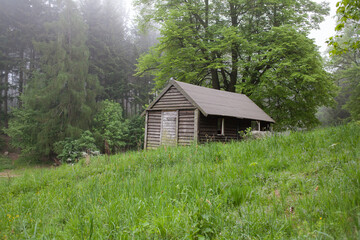 Foggy path into mountains forest