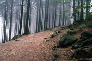 Foggy path into mountains forest