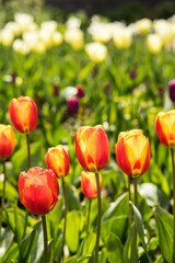 Tulip field with colorful tulips
