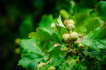 Oak branch with green leaves and acorns on a sunny day. Oak tree in summer. Blurred leaf background. Closeup.Copy space.