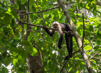 White-headed monkey with a fruit in  Corcovado