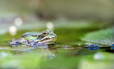 ein Frosch sitzt in einem Gartenteich