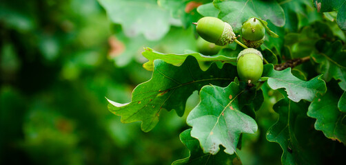 Oak tree in the summer. Oak branch with green leaves and acorns on a sunny day. Blurred leaf...