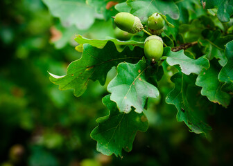 Oak branch with green leaves and acorns on a sunny day. Oak tree in summer. Blurred leaf background. Closeup.Copy space.