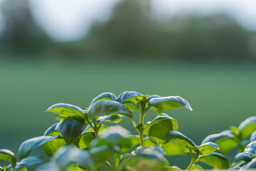 Basilikum gute Kräuter für Speisen
