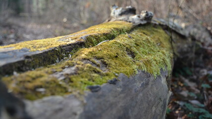 Moss on tree