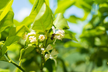 biene auf der blüte