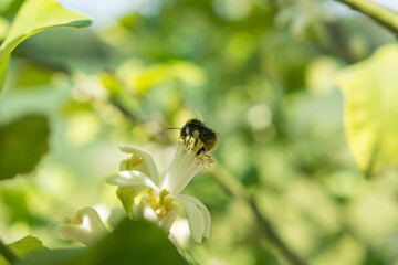 Bestäubung durch Biene auf der Blüte
