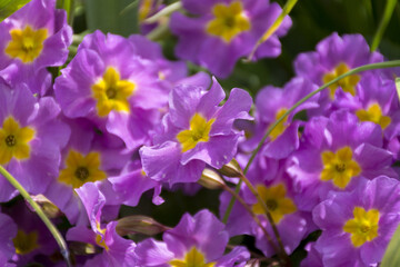 Fototapeta na wymiar glade of pink flowers with yellow cores, primroses