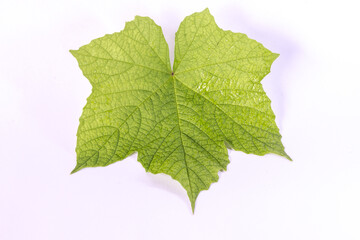 green tea leaf isolated on white background
