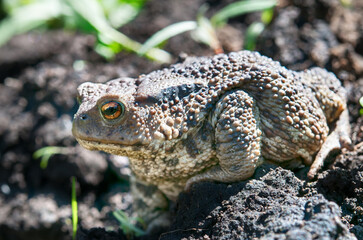 frog