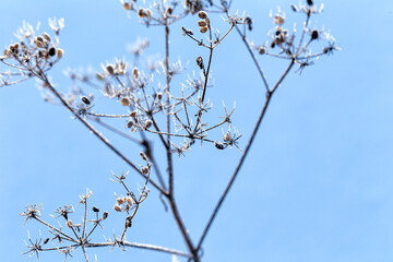 Dry grass cow parsnip, covered with frost