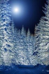 Plakaty  Jasny księżyc oświetla tajemniczy nocny las