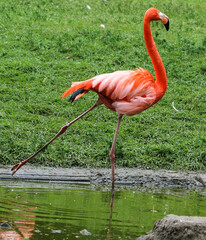 eleganter Flamingo