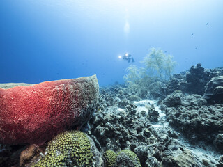 Unterwasser - Riff - Korallenriff  - Schwamm - Taucher - Tauchen - Curacao - Karibik