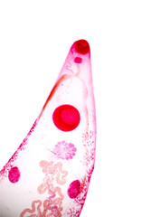 Fish diseases and parasites under microscope view.