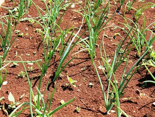 Young Onion Field