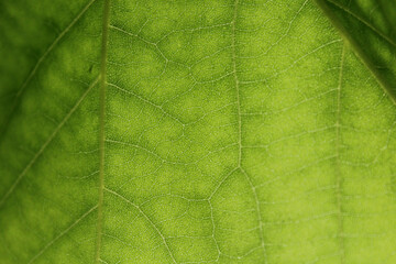 leafe