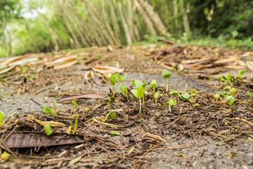 seedling in wild