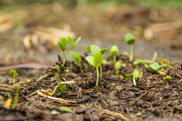 seedling in wild