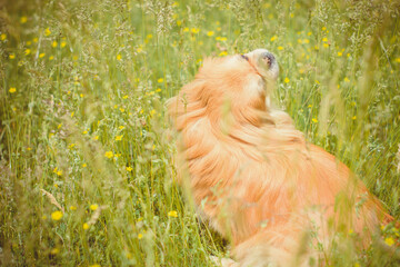 A dog is a human best friend. Pekingese light red color resting in the field in the grass and flowers enjoying of rays of the warm sun