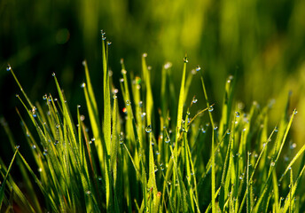 Close-up grass with drops of dew at sunrise