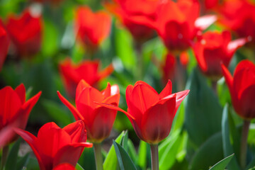 Closeup red tulip