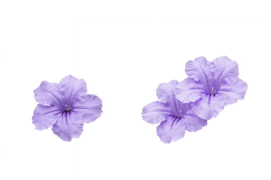 Ruella flowers isolated on white background