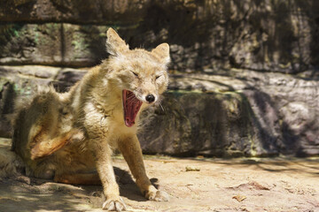 Corsac or steppe Fox (lat. Corsac Vulpes) — a carnivorous mammal of the genus canine Fox with beautiful red fur