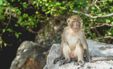 baby monkey, family in monkey beach Thailand 