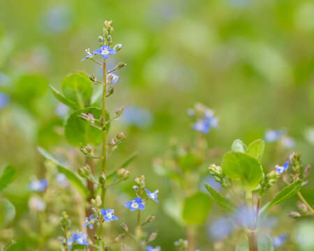 Brooklime (Veronica beccabunga) plant in flower. Raceme of blue flowers on fleshly plant in the family Plantaginaceae, growing in a stream