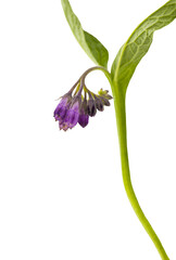 Comfrey, Symphytum officinale.
Comfrey isolated on a white background.
