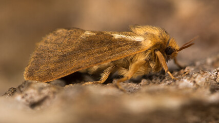 Common swift moth (Korscheltellus lupulina) female. A primitive moth in the family Hepialidae, at rest showing white markings on wings