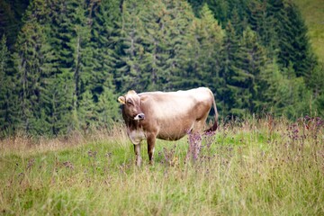 Naklejka premium Swiss cow 