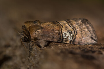 Figure of eighty moth (Tethea ocularis) at rest. Insect in the family Drepanidae. The moth is named for markings on the forewings, resembling an '80'