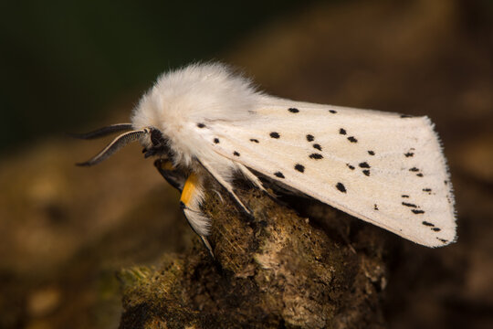 White ermine (Spilosoma lubricipeda) moth at rest. Insect with attractive markings in the family Erebidae