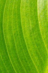 Closeup macro abstract green leaf background plant