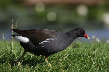 poule d'eau